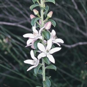 Philotheca buxifolia subsp. obovata at Vincentia, NSW - 11 Aug 1996