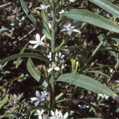 Philotheca myoporoides subsp. myoporoides (Long-leaf Waxflower) at Mogo State Forest - 13 Aug 1997 by BettyDonWood