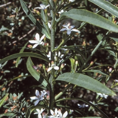 Philotheca myoporoides subsp. myoporoides (Long-leaf Waxflower) at Mogo State Forest - 13 Aug 1997 by BettyDonWood