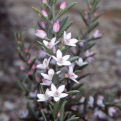Philotheca scabra subsp. latifolia (A Waxflower) at Morton National Park - 21 Sep 1997 by BettyDonWood