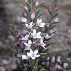 Philotheca scabra subsp. latifolia at Morton National Park - suppressed