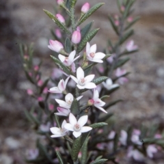 Philotheca scabra subsp. latifolia (A Waxflower) at Morton National Park - 20 Sep 1997 by BettyDonWood