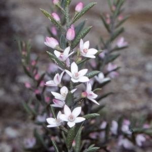 Philotheca scabra subsp. latifolia at Morton National Park - 21 Sep 1997