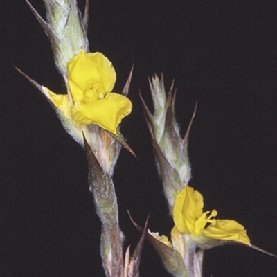 Philydrum lanuginosum (Frogsmouth) at Worrowing Heights, NSW - 27 Dec 1996 by BettyDonWood