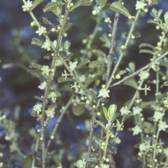 Phyllanthus hirtellus (Coastal Thyme Spurge) at Bomaderry, NSW - 8 Aug 1997 by BettyDonWood