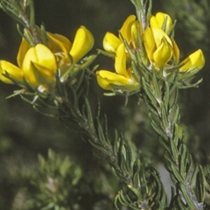 Phyllota phylicoides at Morton National Park - 19 Mar 1996