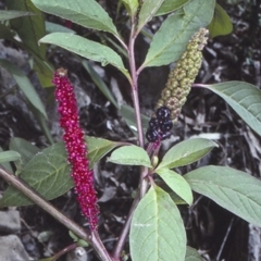 Phytolacca octandra (Inkweed) at McDonald State Forest - 11 Aug 1997 by BettyDonWood