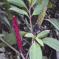 Phytolacca octandra (Inkweed) at McDonald State Forest - 10 Aug 1997 by BettyDonWood
