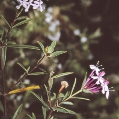 Pimelea linifolia subsp. collina (Slender Rice-flower) at Yerriyong State Forest - 24 Apr 1996 by BettyDonWood