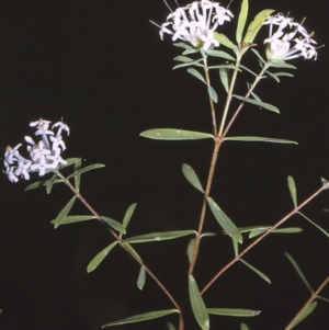 Pimelea linifolia subsp. linifolia at Jervis Bay National Park - 26 Apr 1996