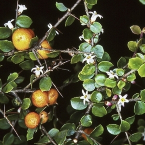 Pittosporum multiflorum at Batemans Marine Park - 3 Oct 1997 12:00 AM