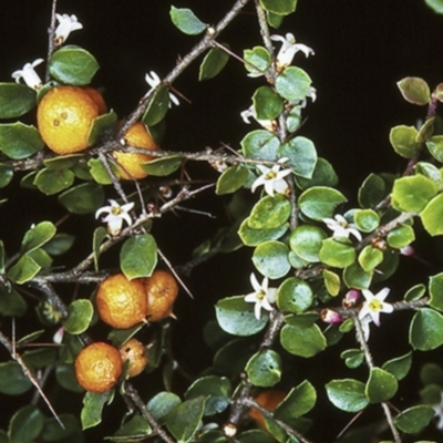 Pittosporum multiflorum (Orange Thorn) at Batemans Marine Park - 2 Oct 1997 by BettyDonWood