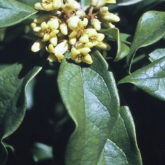 Pittosporum revolutum (Large-fruited Pittosporum) at Bomaderry Creek Regional Park - 14 Sep 1996 by BettyDonWood