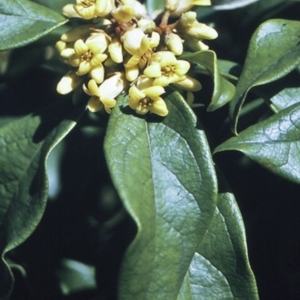 Pittosporum revolutum at Bomaderry Creek Regional Park - 15 Sep 1996