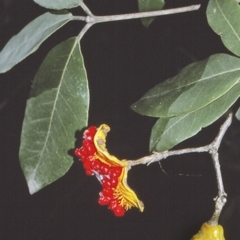 Pittosporum revolutum (Large-fruited Pittosporum) at Bangalee Walking Track - 27 Apr 1996 by BettyDonWood