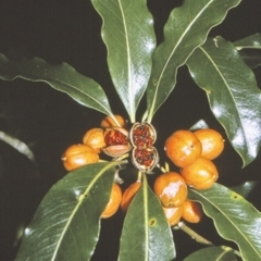 Pittosporum undulatum (sweet pittosporum) at Huskisson, NSW - 26 Apr 1996 by BettyDonWood