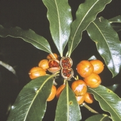 Pittosporum undulatum (Sweet Pittosporum) at Huskisson, NSW - 26 Apr 1996 by BettyDonWood