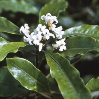Pittosporum undulatum (sweet pittosporum) at North Nowra, NSW - 15 Sep 1996 by BettyDonWood