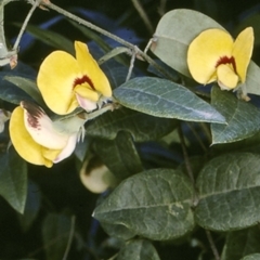 Platylobium formosum (Handsome Flat Pea) at Watersleigh, NSW - 13 Sep 1996 by BettyDonWood