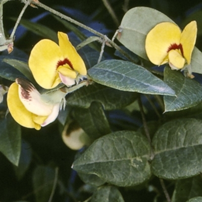 Platylobium formosum (Handsome Flat Pea) at Watersleigh, NSW - 14 Sep 1996 by BettyDonWood