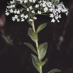 Platysace lanceolata (Shrubby Platysace) at Morton National Park - 19 Mar 1997 by BettyDonWood