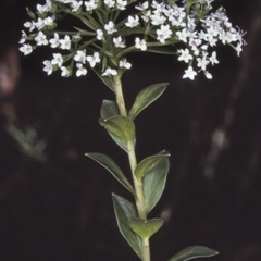 Platysace lanceolata (Shrubby Platysace) at Morton National Park - 18 Mar 1997 by BettyDonWood