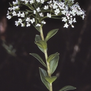 Platysace lanceolata at Morton National Park - 19 Mar 1997