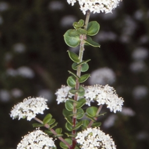 Platysace lanceolata at Mogo State Forest - 16 Nov 1997