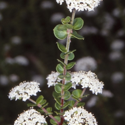 Platysace lanceolata (Shrubby Platysace) at Mogo State Forest - 16 Nov 1997 by BettyDonWood