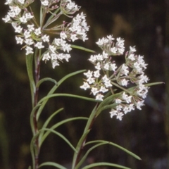 Platysace linearifolia (Narrow-leaved Platysace) at Jervis Bay National Park - 28 Dec 1996 by BettyDonWood