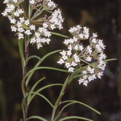 Platysace linearifolia (Narrow-leaved Platysace) at Jervis Bay National Park - 27 Dec 1996 by BettyDonWood