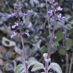 Plectranthus graveolens (Bush Basil) at Bomaderry Creek Regional Park - 14 Sep 1996 by BettyDonWood