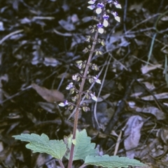 Plectranthus parviflorus (Cockspur Flower) at Mogo State Forest - 20 Mar 1997 by BettyDonWood