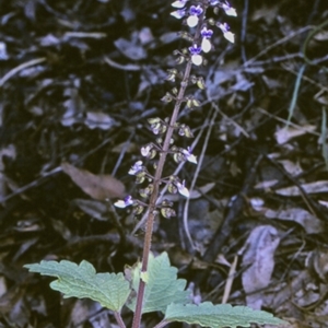 Plectranthus parviflorus at Mogo State Forest - 21 Mar 1997