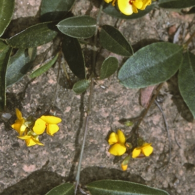 Podolobium scandens (Netted Shaggy Pea) at Buckenbowra State Forest - 21 Mar 1997 by BettyDonWood