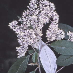 Pomaderris discolor at Bangalee, NSW - 15 Sep 1996 12:00 AM