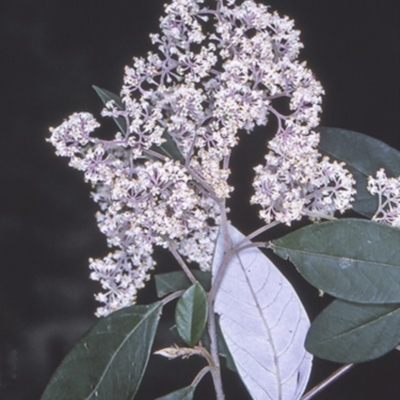 Pomaderris discolor (Eastern Pomaderris) at Bangalee, NSW - 15 Sep 1996 by BettyDonWood