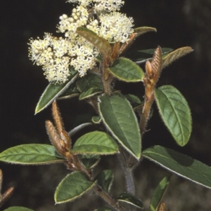 Pomaderris ferruginea at Jervis Bay National Park - 16 Sep 1996