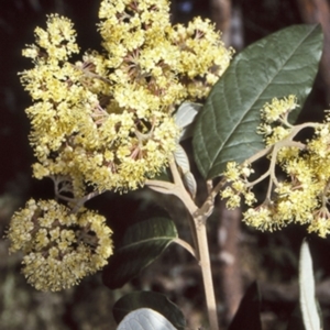 Pomaderris intermedia at Yadboro State Forest - 2 Oct 1997 12:00 AM