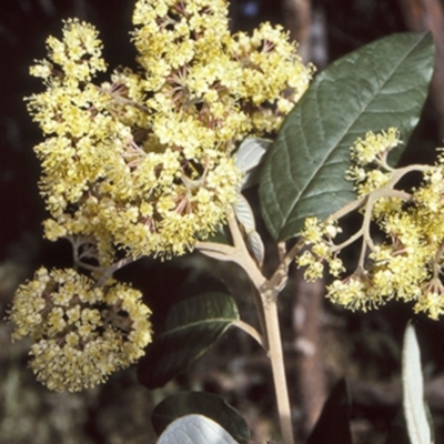 Pomaderris intermedia (Golden Pomaderris) at Yadboro State Forest - 1 Oct 1997 by BettyDonWood