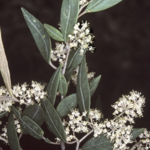 Pomaderris ligustrina subsp. ligustrina at Wandera State Forest - 5 Oct 1997