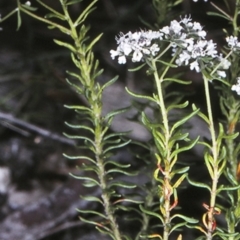 Poranthera ericifolia at Morton National Park - 1 Oct 1997 by BettyDonWood