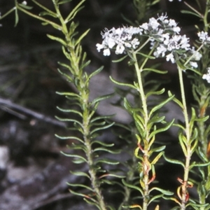 Poranthera ericifolia at Morton National Park - 1 Oct 1997