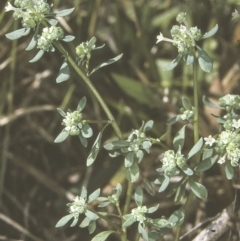 Poranthera microphylla (Small Poranthera) at Cudmirrah, NSW - 30 Sep 1997 by BettyDonWood