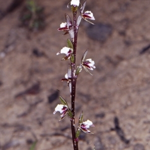 Paraprasophyllum brevilabre at Bomaderry Creek Regional Park - suppressed