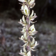 Prasophyllum elatum (Tall Leek Orchid) at Currambene State Forest - 27 Sep 1997 by BettyDonWood