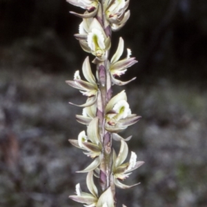 Prasophyllum elatum at Currambene State Forest - 28 Sep 1997
