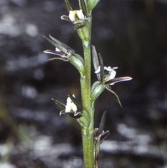 Prasophyllum odoratum (Scented Leek Orchid) at Erowal Bay, NSW - 29 Sep 1997 by BettyDonWood