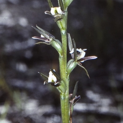 Prasophyllum odoratum (Scented Leek Orchid) at Erowal Bay, NSW - 28 Sep 1997 by BettyDonWood