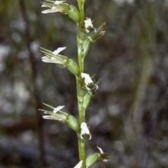 Prasophyllum patens (Broad-lipped Leek Orchid) at Worrowing Heights, NSW - 29 Sep 1997 by BettyDonWood